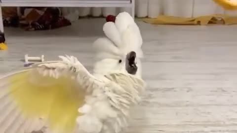 Bird world funny video 11