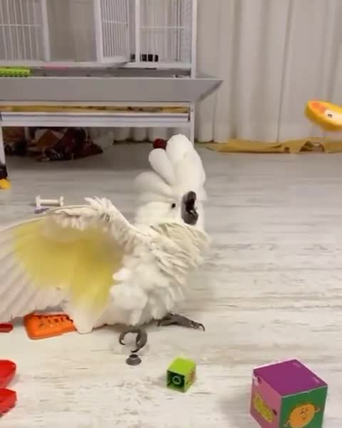 Bird world funny video 11