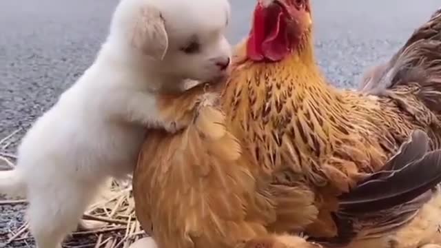 Pure love