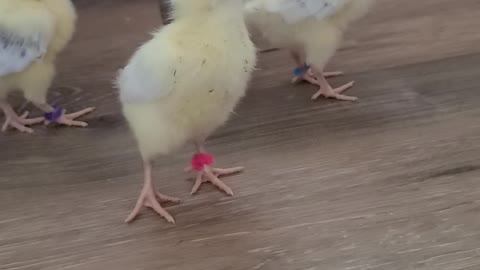 Week old Chicks 🐣🐥explore!