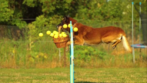 funny dog|dog videos|funny|funny dog videos|