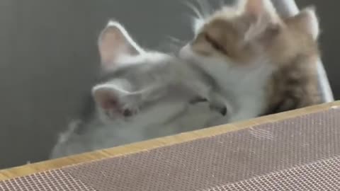 Must See Funny CATS DOGS Reaction 2023 😍 Part-2