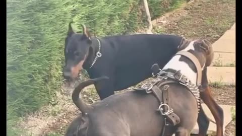 Dogs
