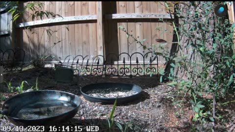Live outdoor cam