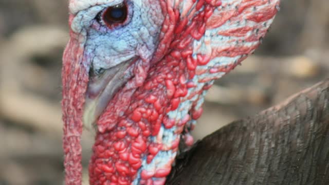 Did You Know? Turkeys can blush || FACTS || TRIVIA