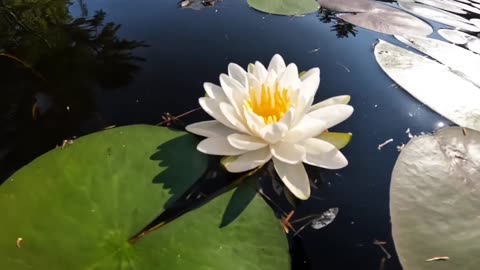 Water Lily