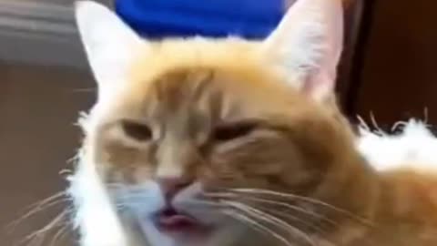 Adorable kitten ❤️😽