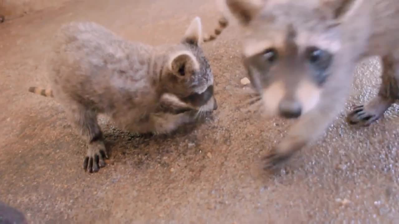 raccoons