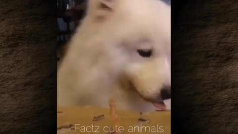 #funnydogs funny dogs compilation part 1