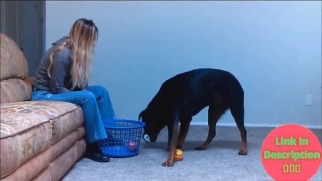dog training videos english | basic dog training Brain Training For Dogs Review...