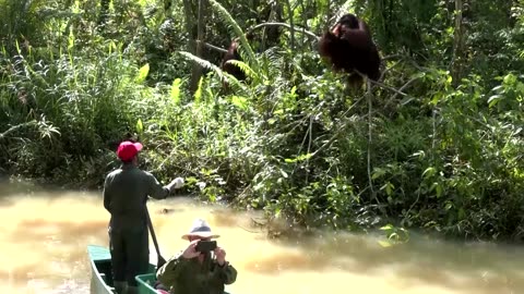 Will Indonesia's new capital be a threat to wildlife?
