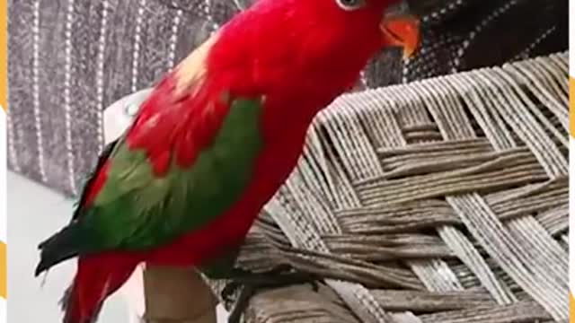 Capitan finds friendly perrote hundreds of miles from shore