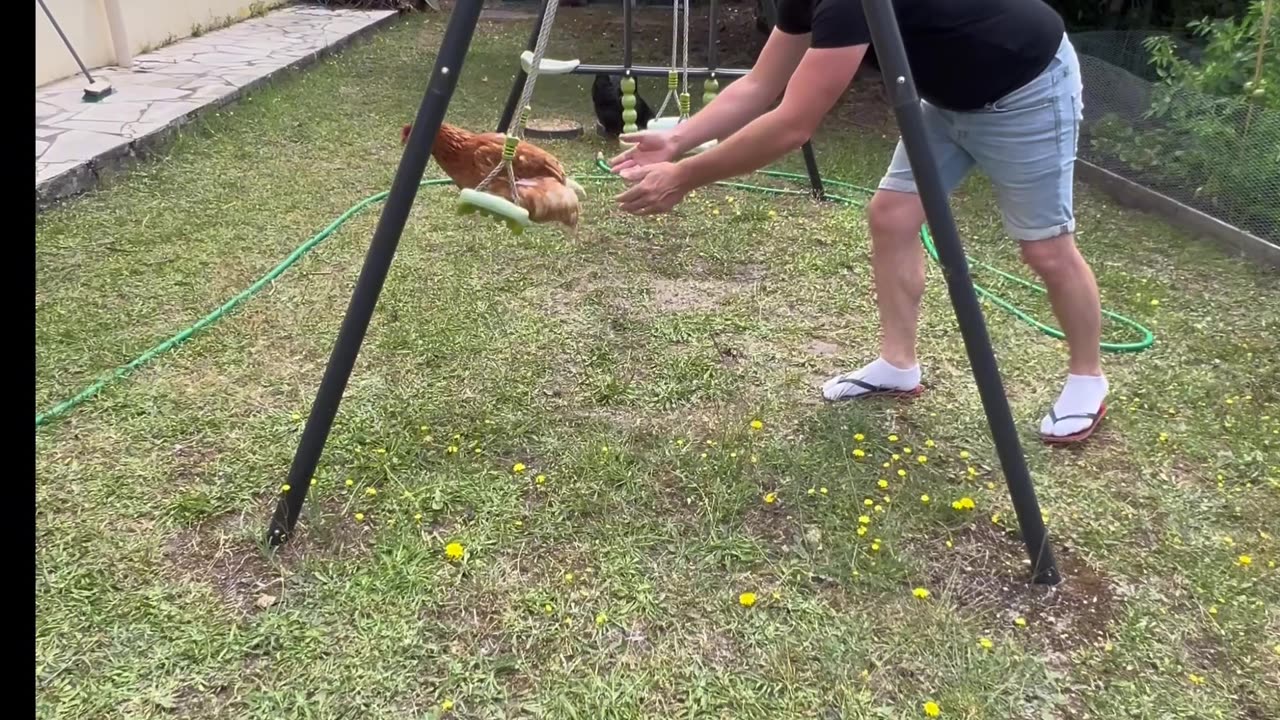 Hen Loves To Swing