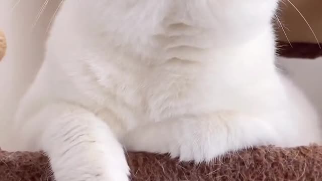 You will like the kitten with a beautiful voice