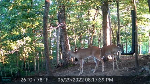 The Woods - 05/30/2022