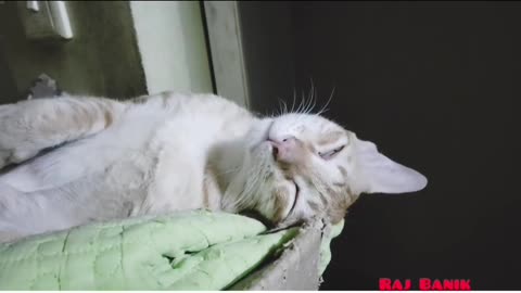A cute cat is sleeping