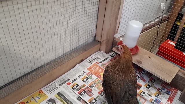 Toni the Chicken