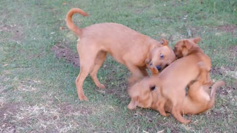 One dog and two puppy playing each other.
