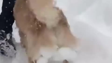 lovely pets