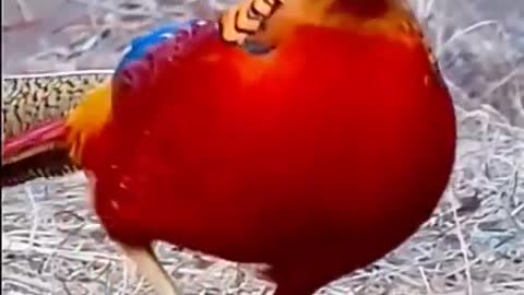 beautiful birds videos 2021