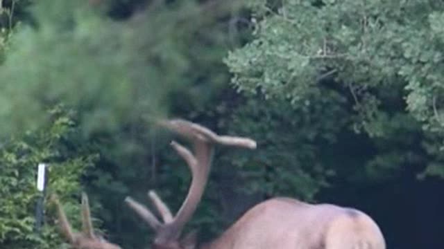 Barasingha with massive head of antlers drinking in Kanha swampland