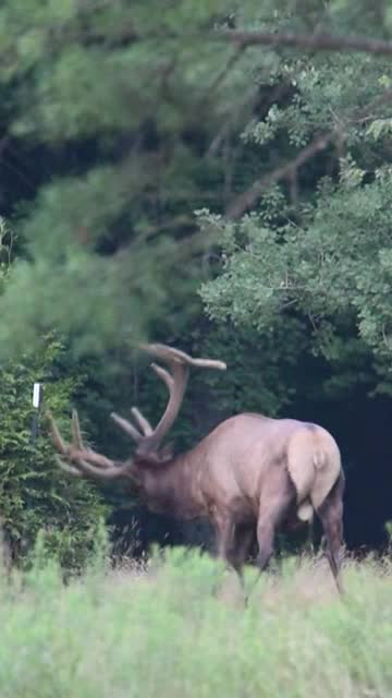 Barasingha with massive head of antlers drinking in Kanha swampland