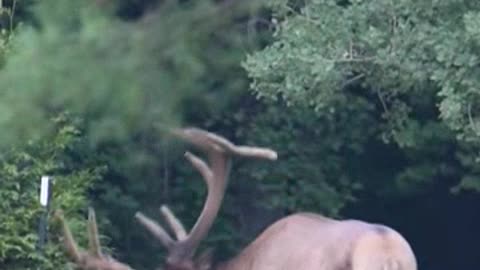 Barasingha with massive head of antlers drinking in Kanha swampland