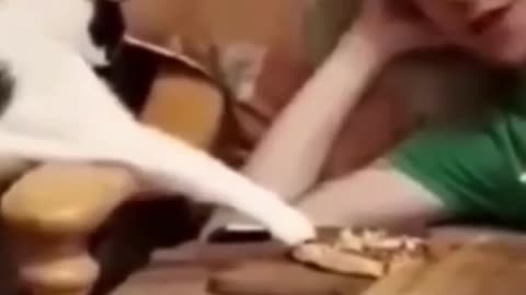 Funny Cute Cat Videos #funnycats #funanimal #funvideo