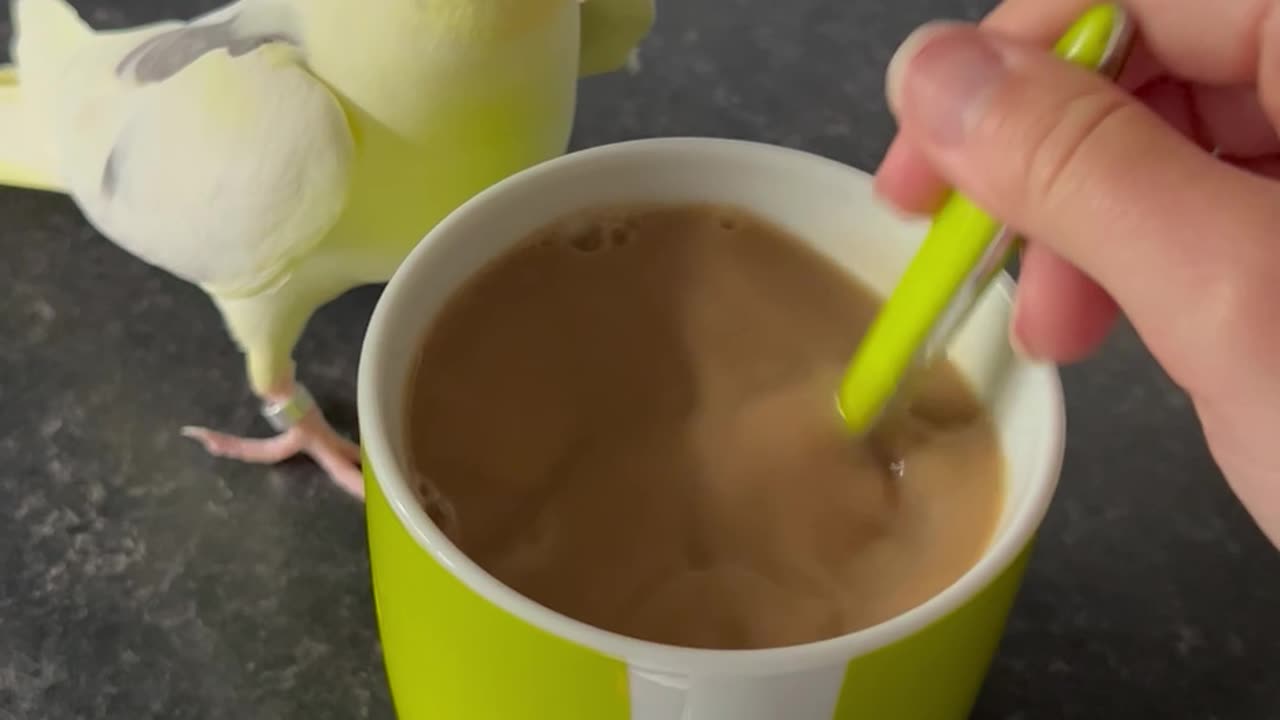 Cockatiel Chirps For Coffee
