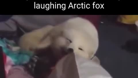 Neko-NekoattemptstheSadCatDanceChallengeyetitismorecuteandhotecchistyle