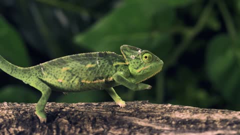 Green chameleon walking over a log