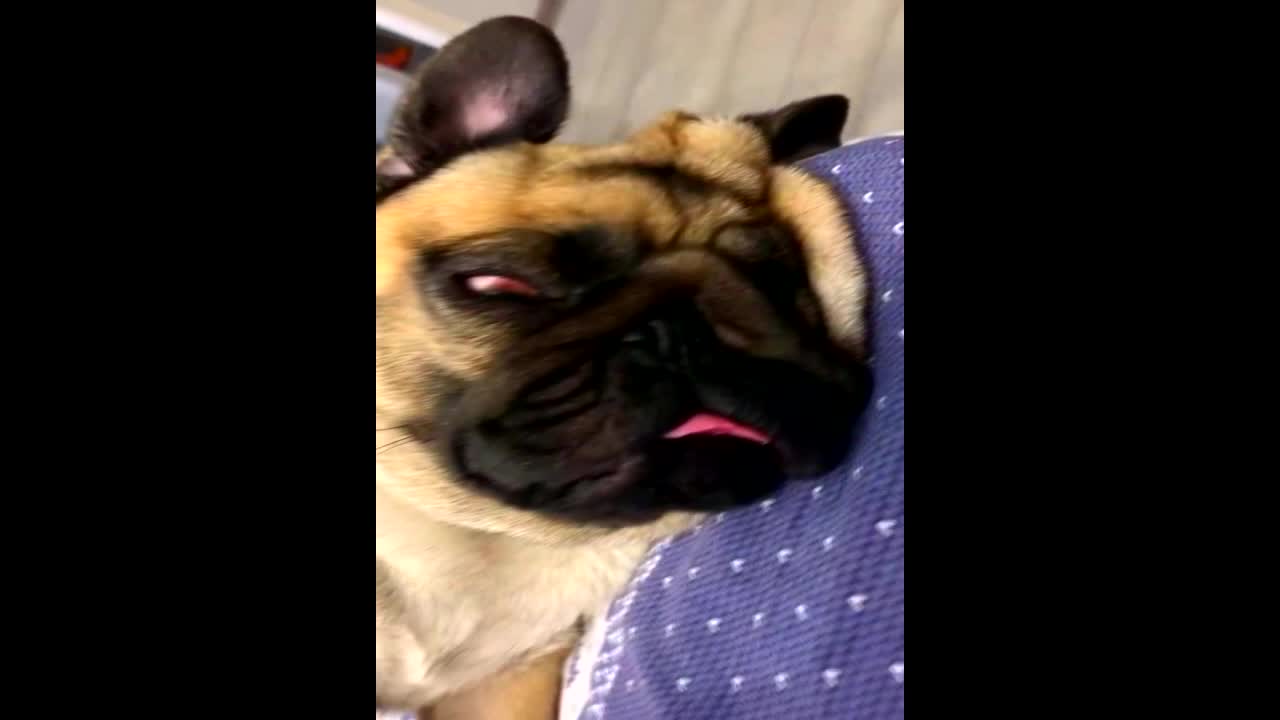 The bulldog fell asleep and bit his tongue