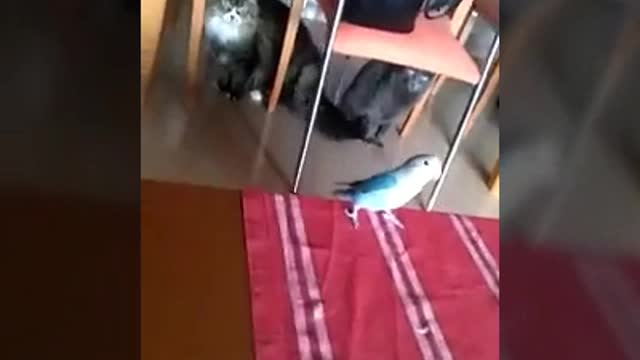 Romeo Vs Buba