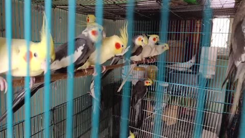 Cockatiel