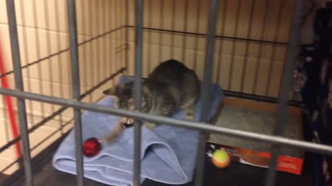 Hurricane Harvey Cat evacuees | Feeding Cats | Loving cats