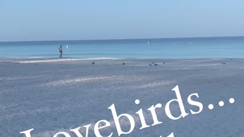 First time to see Lovebirds😍.. got to watch to the end..