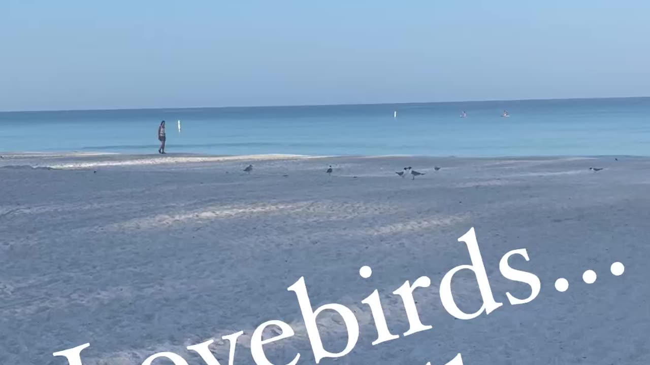 First time to see Lovebirds😍.. got to watch to the end..