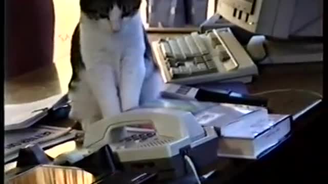 cat answers offce phone