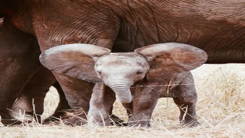 Drunk Elephant skincare brand