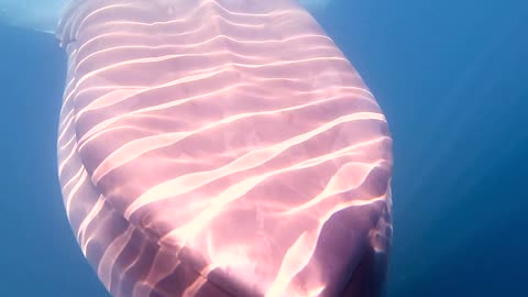 Ribbons of Light on Blue Whale