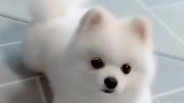 Funny Dog Activity