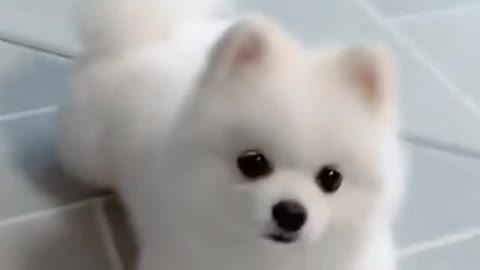 Funny Dog Activity