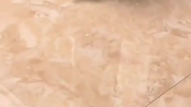 Sweet and cute kittens