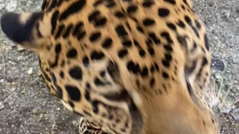 Jaguar