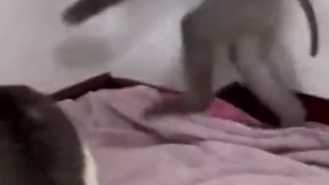 Monkey and cat fight