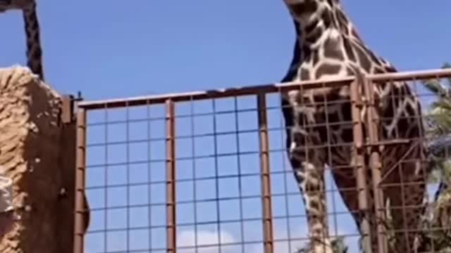 Hungry giraffe 😱
