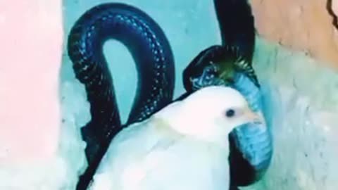 "Unbelievable Friendship: Pigeons and Black Cobra Living Together"