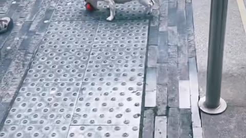 Dog lover