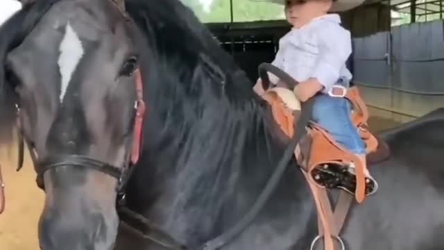 Made your day with these funny and cute Horses | Funny horse videos compilation