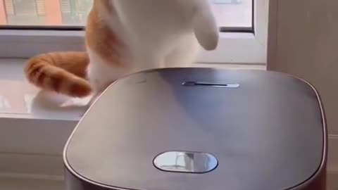 The cat wants to push the gas back.